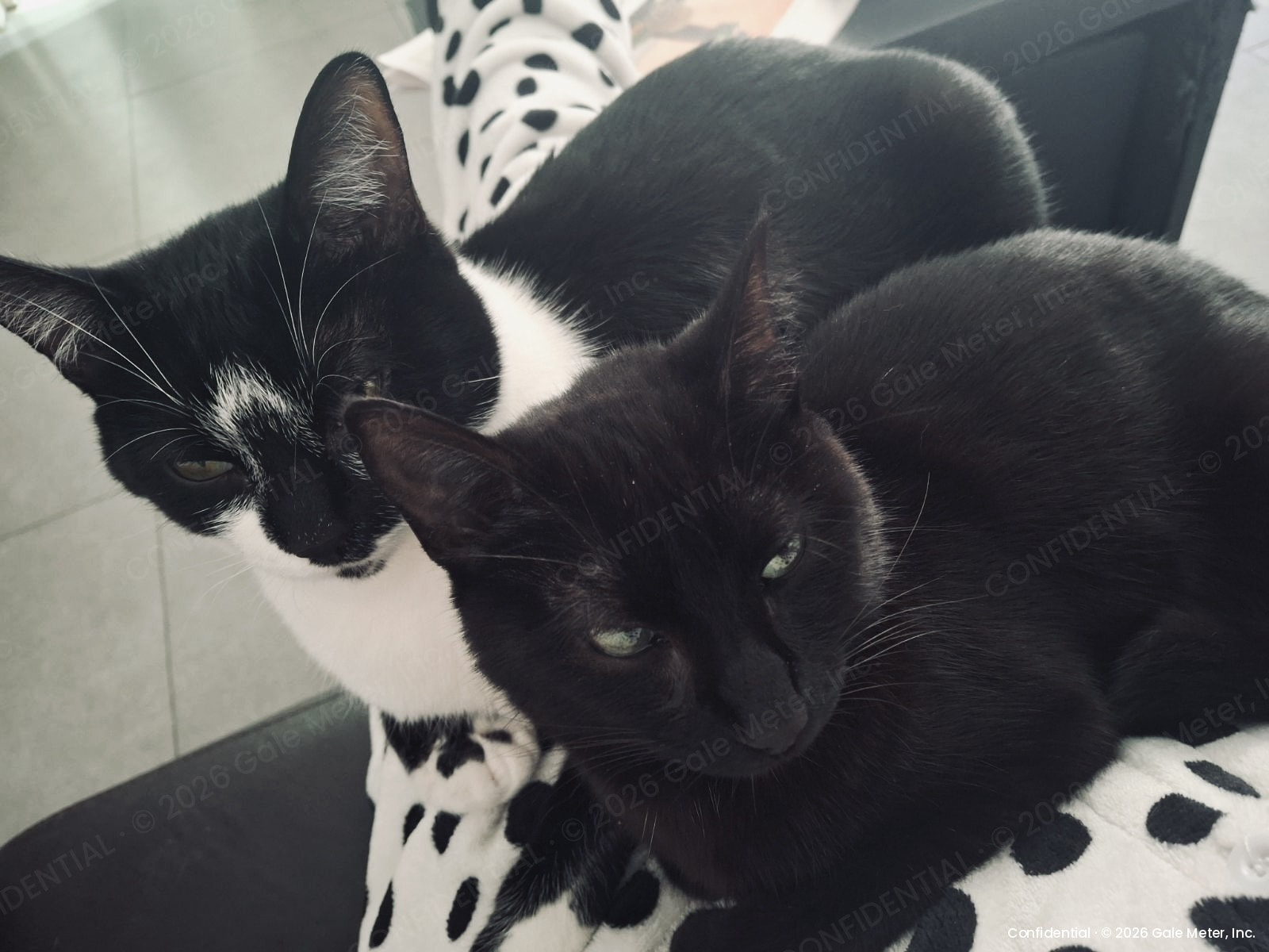 Mulato & Preto